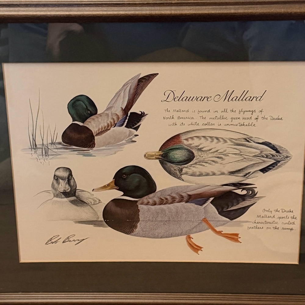 Framed Lithograph Print "Delaware Mallard" by artist Bob Berry Mallard Ducks